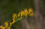 Seaside goldenrod